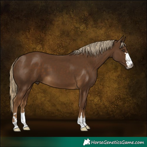 Horse Color:Chocolate Palomino 