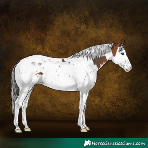 Horse Color:Bay Splash Tobiano Rabicano