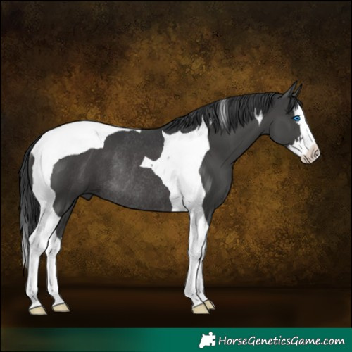 Horse Color:Black Splash Tobiano Rabicano