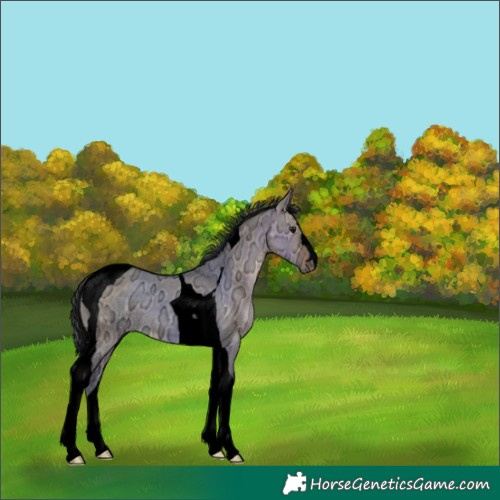Horse Color:Void Brown Ice Dun Tobiano Rabicano 