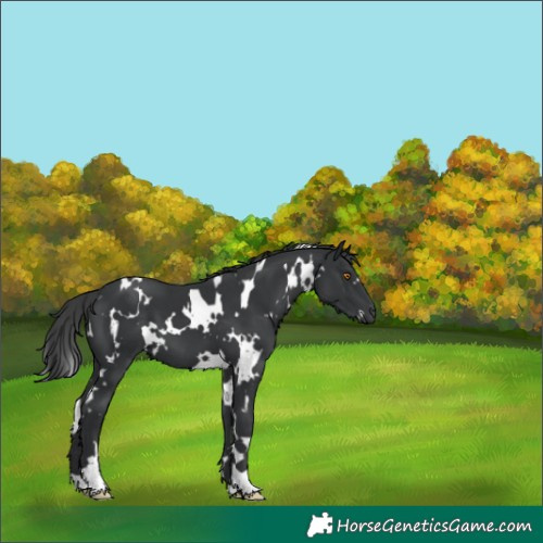 Horse Color:White Spotted Black 