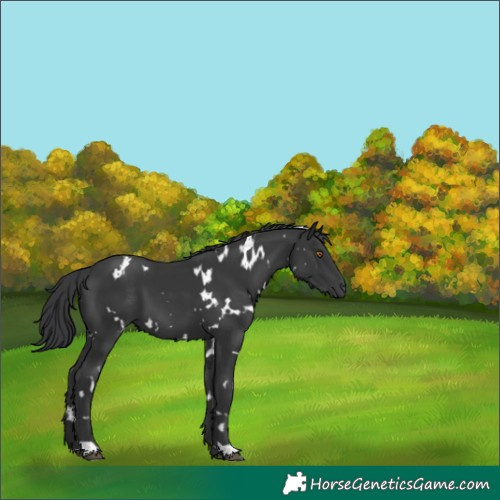 Horse Color:White Spotted Black