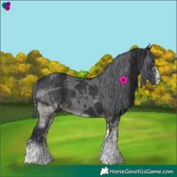 Horse Color:White Spotted Black Merle Tobiano Rabicano