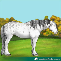 Horse Color:Grullo Sabino Splash and Grullo Sabino Splash
