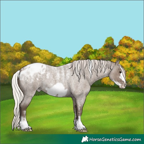Horse Color:Unknown 