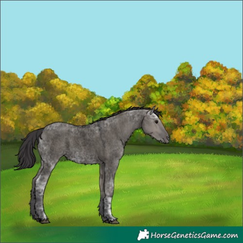 Horse Color:Void Smoky Grullo Ice Roan Rabicano 