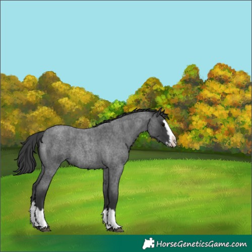 Horse Color:Blue Roan Splash 