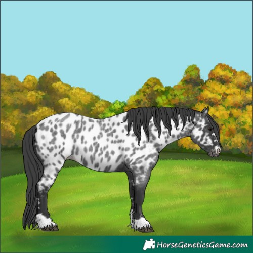 Horse Color:Blue Roan Appaloosa 