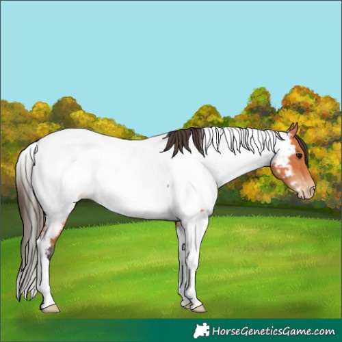 Horse Color:Bay Tobiano Appaloosa 