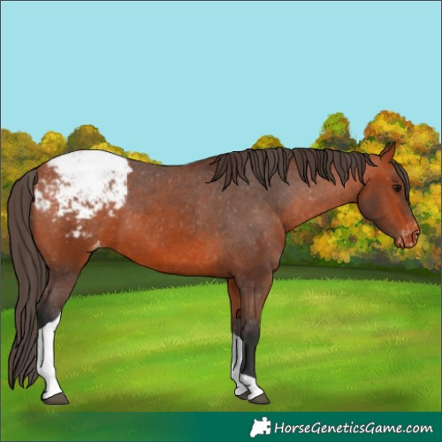 Horse Color:Bay Tobiano Appaloosa