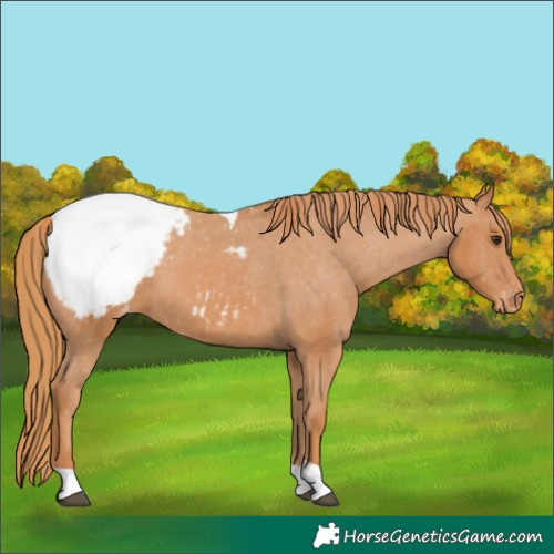 Horse Color:Chestnut Tobiano Appaloosa 