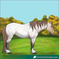 Horse Color:Bay Roan Dun Appaloosa 