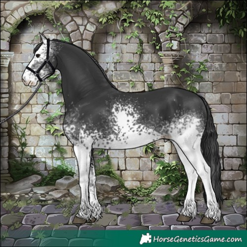 Horse Color:White Spotted Black 