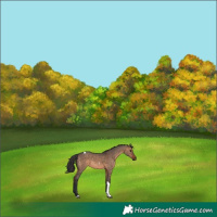 Horse Color:Brown Dun Tobiano 