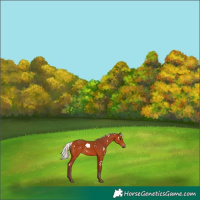 Horse Color:White Spotted Silver Bay 