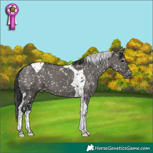 Horse Color:Grullo Tobiano Appaloosa 