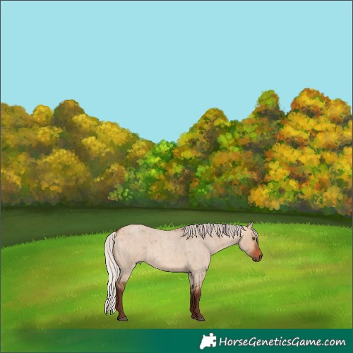 Horse Color:Silver Bay Roan Dun Rabicano 