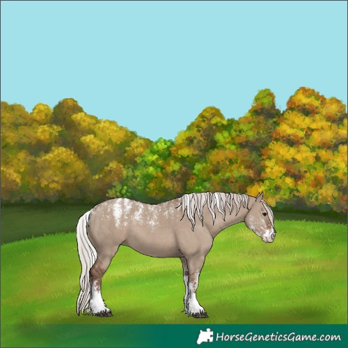 Horse Color:Powder White Silver Grullo 