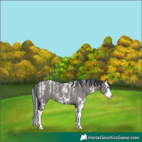 Horse Color:Powder White Grullo Sabino Splash