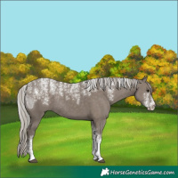 Horse Color:Powder White Silver Grullo Rabicano