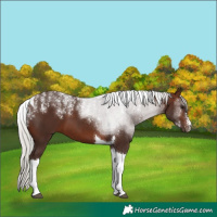 Horse Color:Powder White Silver Brown Tobiano 
