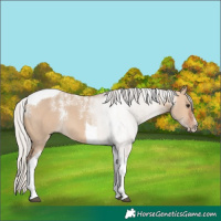 Horse Color:Powder White Silver Bay Dun Tobiano 