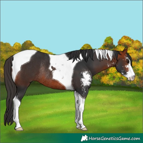 Horse Color:Bay Sabino Tobiano Rabicano 