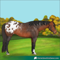 Horse Color:Bay Appaloosa Rabicano