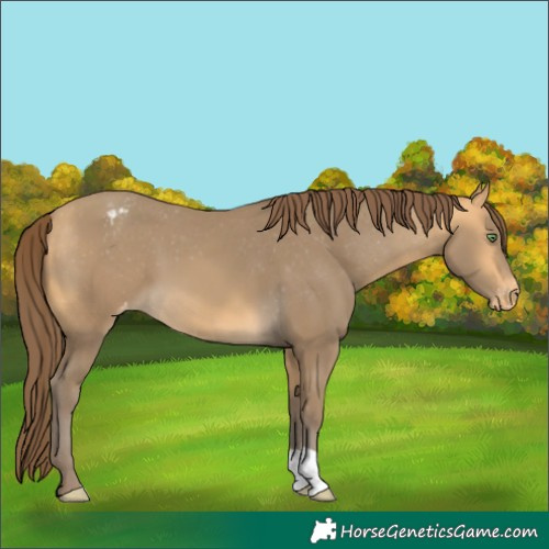 Horse Color:Sable Cream Champagne Appaloosa 