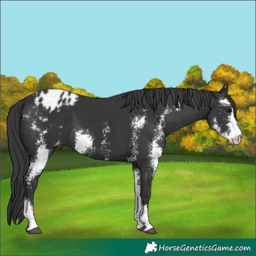 Horse Color:Black Sabino Appaloosa 