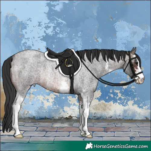 Horse Color:Brown Roan Sabino Rabicano 