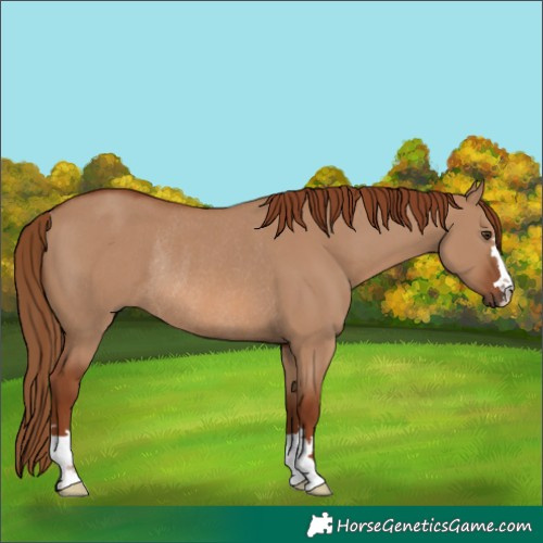 Horse Color:Red Dun Rabicano 