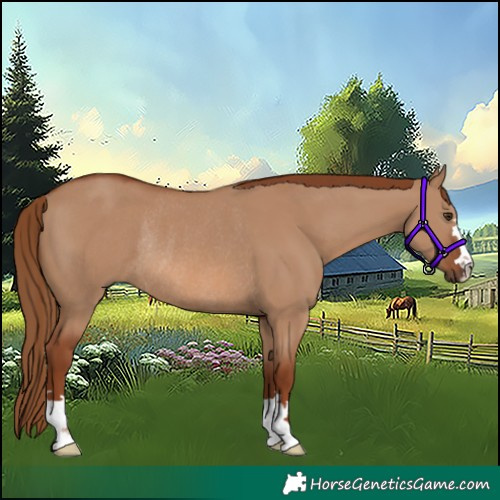 Horse Color:Red Dun Rabicano 