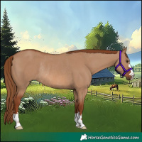 Horse Color:Red Dun Rabicano 