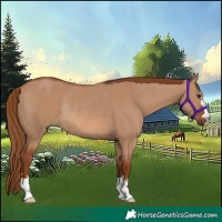 Horse Color:Red Dun Rabicano 