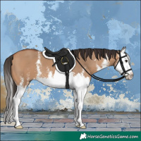 Horse Color:Bay Dun Sabino Splash