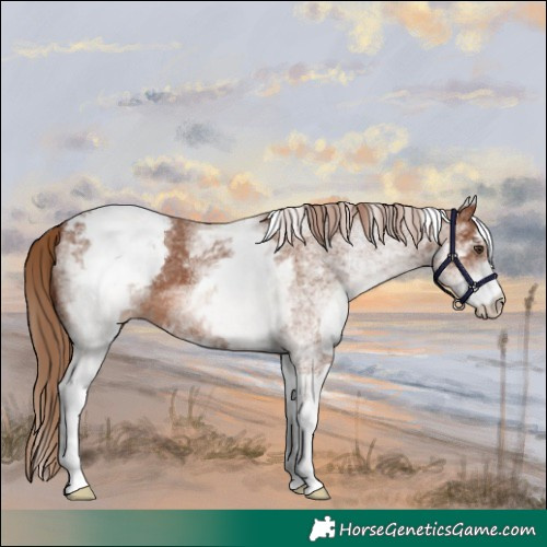 Horse Color:White Spotted Chestnut Appaloosa 