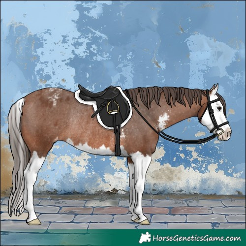 Horse Color:Bay Sabino Splash Appaloosa Rabicano 