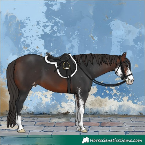 Horse Color:Brown Sabino Varnish 