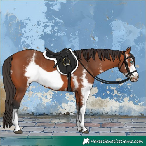 Horse Color:Bay Sabino Frame Rabicano 