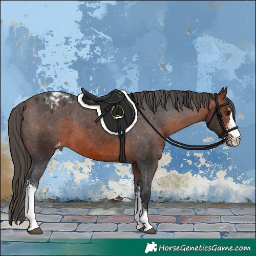 Horse Color:Bay Sabino Blanket 