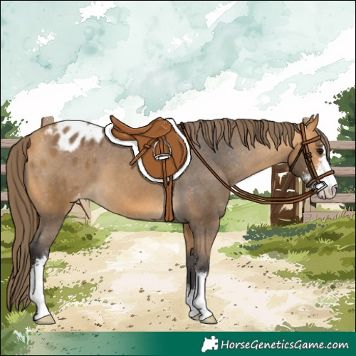 Horse Color:Buckskin Sabino Appaloosa 