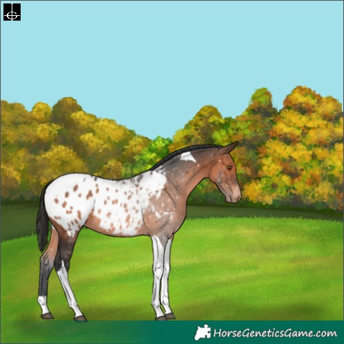 Horse Color:Brown Tobiano Appaloosa 
