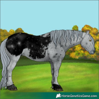 Horse Color:ERROR: UNKNOWN ANOMALY