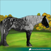 Horse Color:ERROR: UNKNOWN ANOMALY