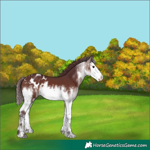 Horse Color:White Spotted Chocolate Brown Splash Blanket 