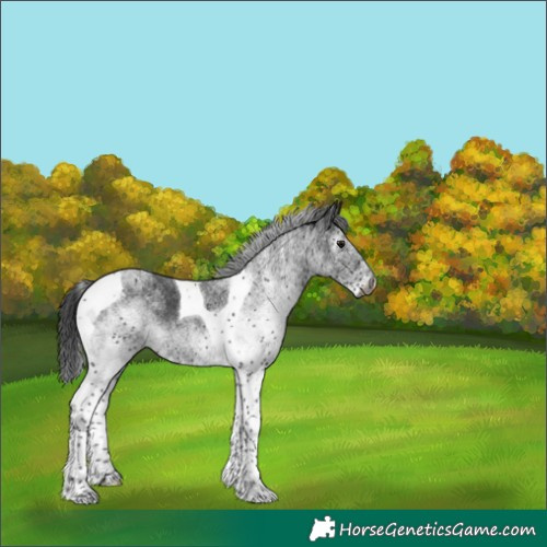 Horse Color:Gray White Spotted Smoky Black Tobiano 