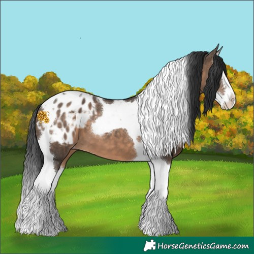 Horse Color:Brown Dun Splash Tobiano Appaloosa 