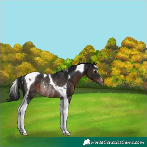 Horse Color:Gray Brown Tobiano Rabicano 