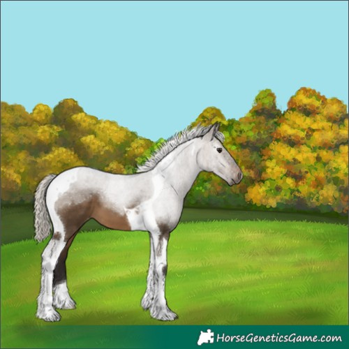 Horse Color:Gray Silver Bay Dun Tobiano Appaloosa 